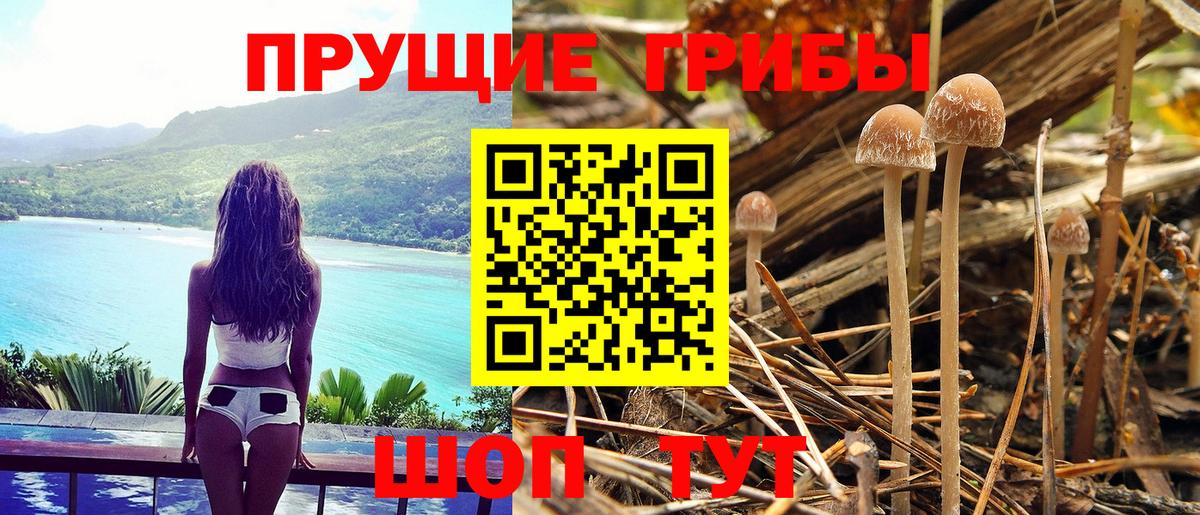 Псилоцибиновые грибы Psilocybe Аша